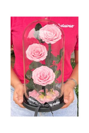 Preserved Rose Dome 11