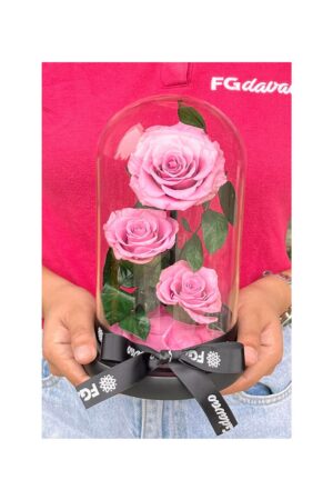 Preserved Rose Dome 9