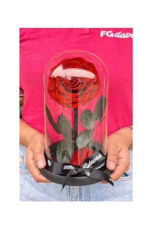 Preserved Rose Dome 1