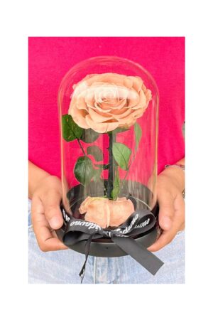 Preserved Rose Dome 5