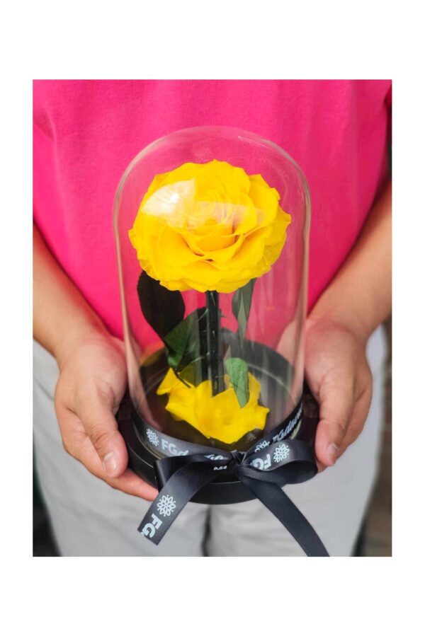 Preserved Rose Dome 4