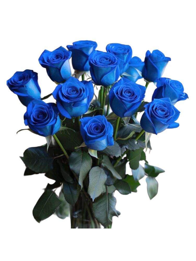 Five Roses Blue 12 Stems of Blue Roses – FG Davao – Flowers Gifts Delivery