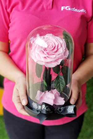 Preserved Rose Dome 2